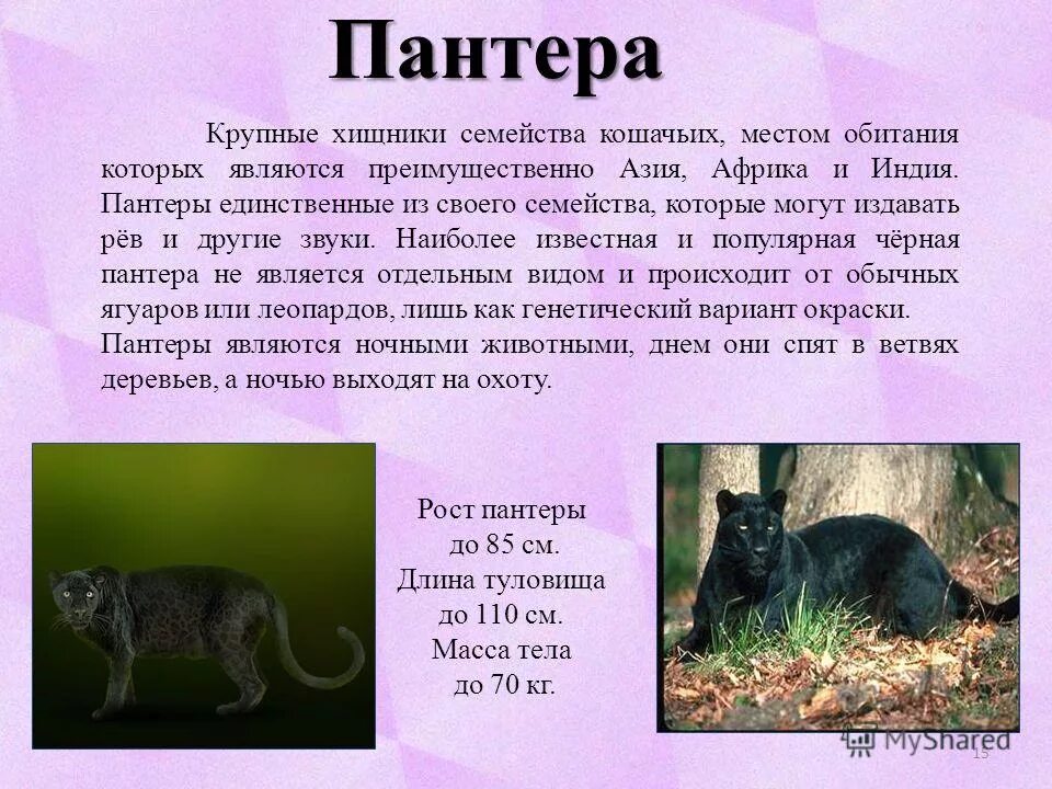 Ягуар описание животного. Жираф описание. Сказочный рассказ об экзотическом животном. Пантера описание. Ягуар описание.