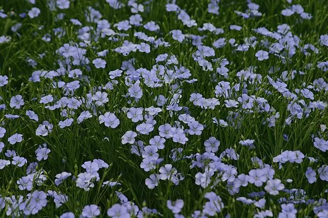 dave on Twitter Flax flowers, Flower seeds, Planting flowers
