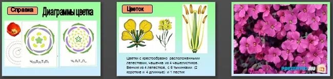 Семейство крестоцветные биология 6 класс примеры. Крестоцветные и Розоцветные. Диаграмма крестоцветных растений 6 класс биология. Диаграмма крестоцветных цветков.