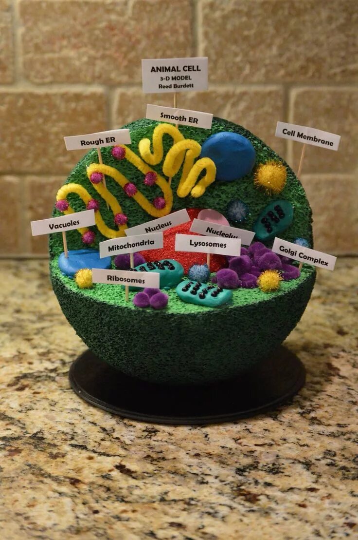 Cell project