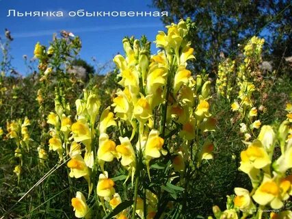 Семейство желтый