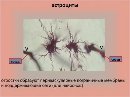 Отростки глиальных клеток