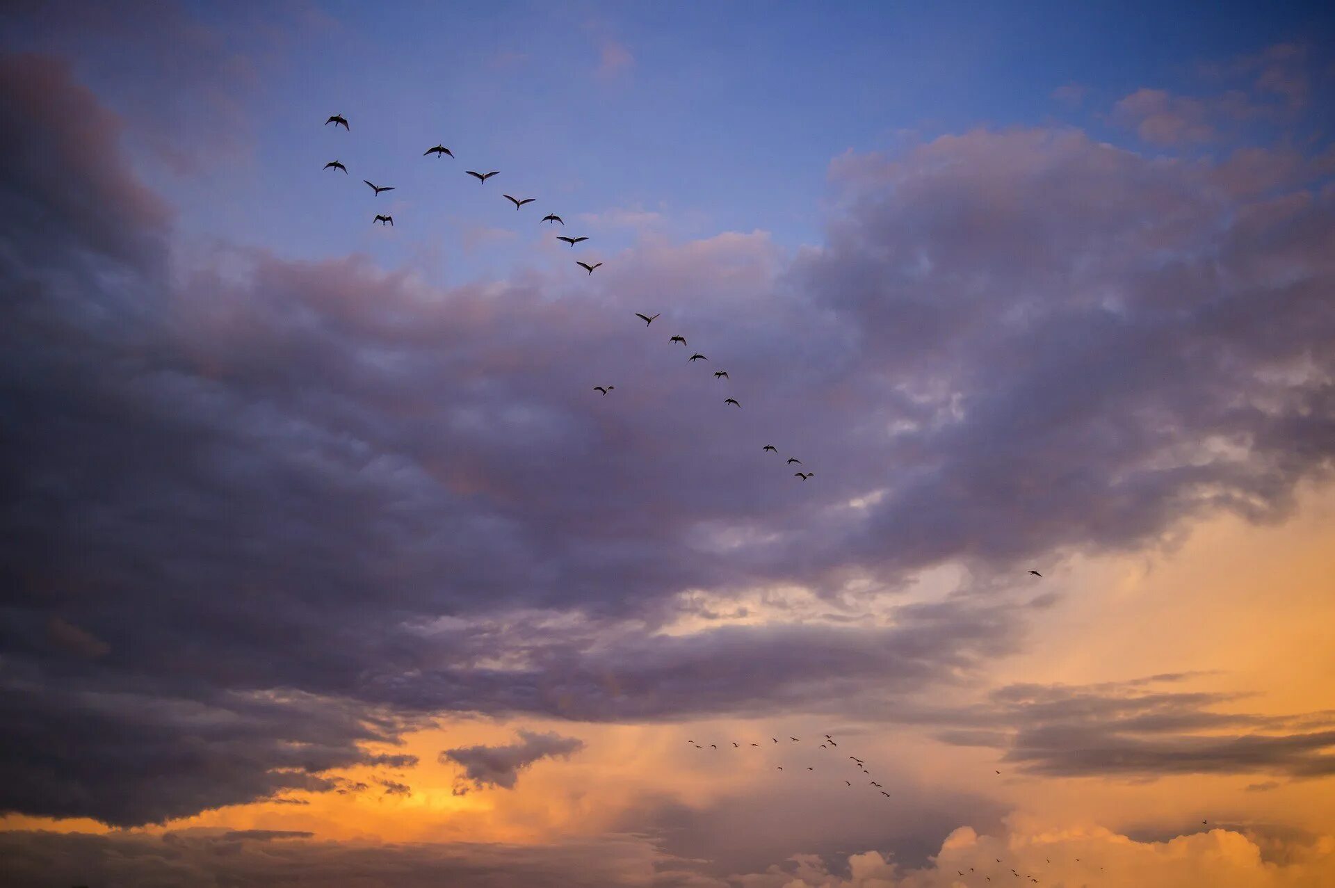 Птицы в небе. Птицы в закатном небе. Птицы в Вечернем небе.