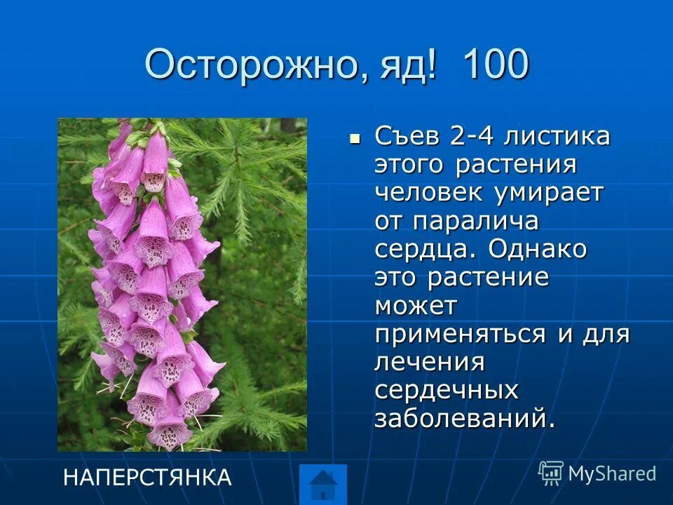 описание цветка наперстянка