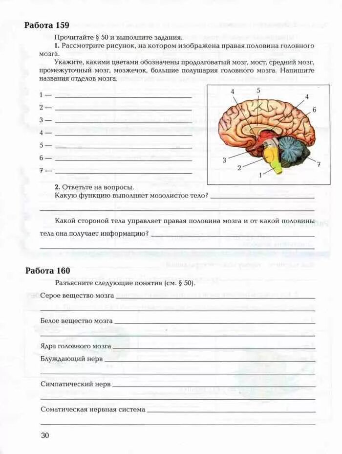 Структуры головного мозга 8 класс биология драгомилов. Рабочая тетрадь биология 8 класс маш драгомилов спинной мозг. Биология 8 класс рабочая тетрадь строение и функции головного мозга. Биология 8 класс рабочая тетрадь маш 2 часть. Карточки биология 8 класс