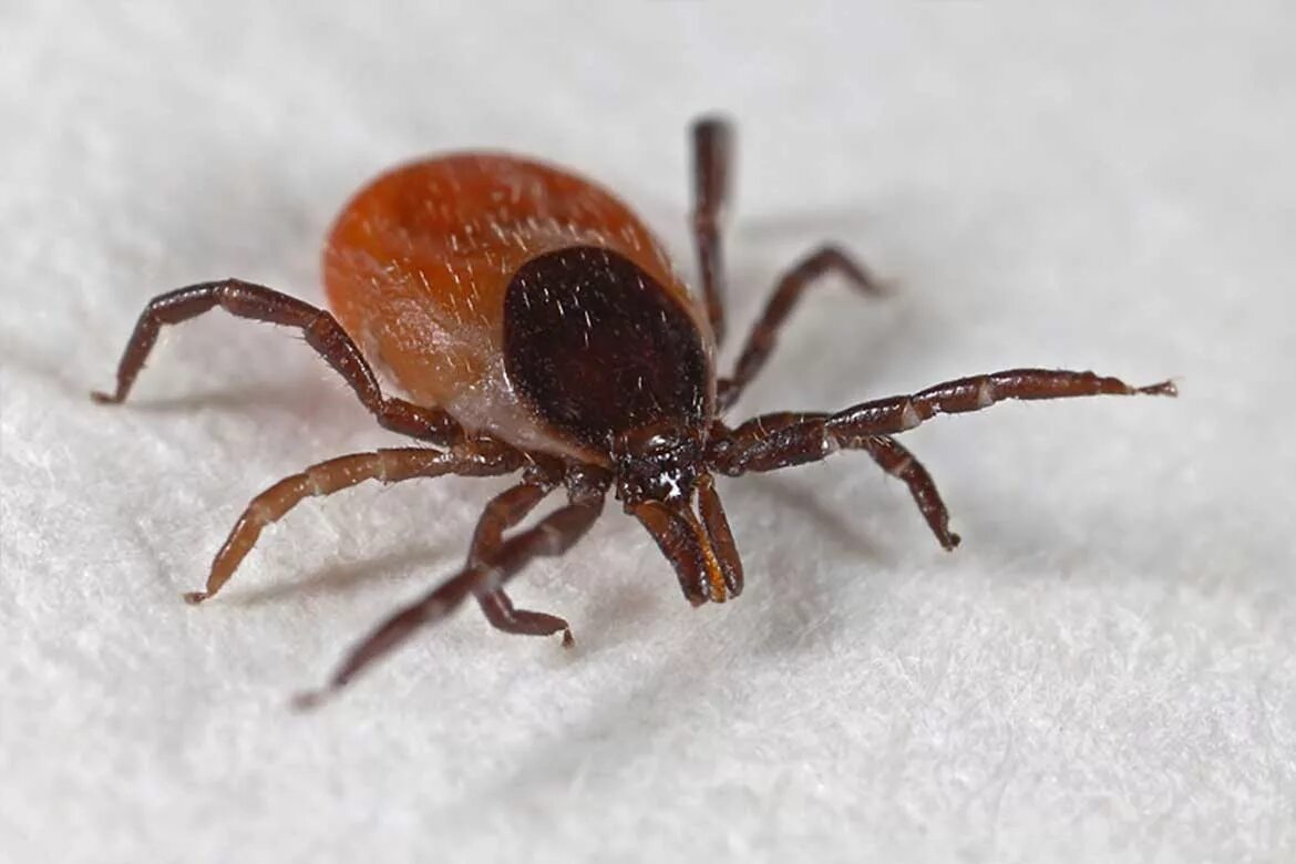 Иксодовый клещ что это такое. Иксодовые клещи паразитология. Иксодовые клещи переносчики. Ricinus. Иксодовый клещ таблица.