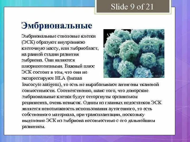 Эмбриональные стволовые клетки. Свойства эмбриональных стволовых клеток. Способы получения эмбриональных стволовых клеток. Эмбриональные или фетальные стволовые клетки.