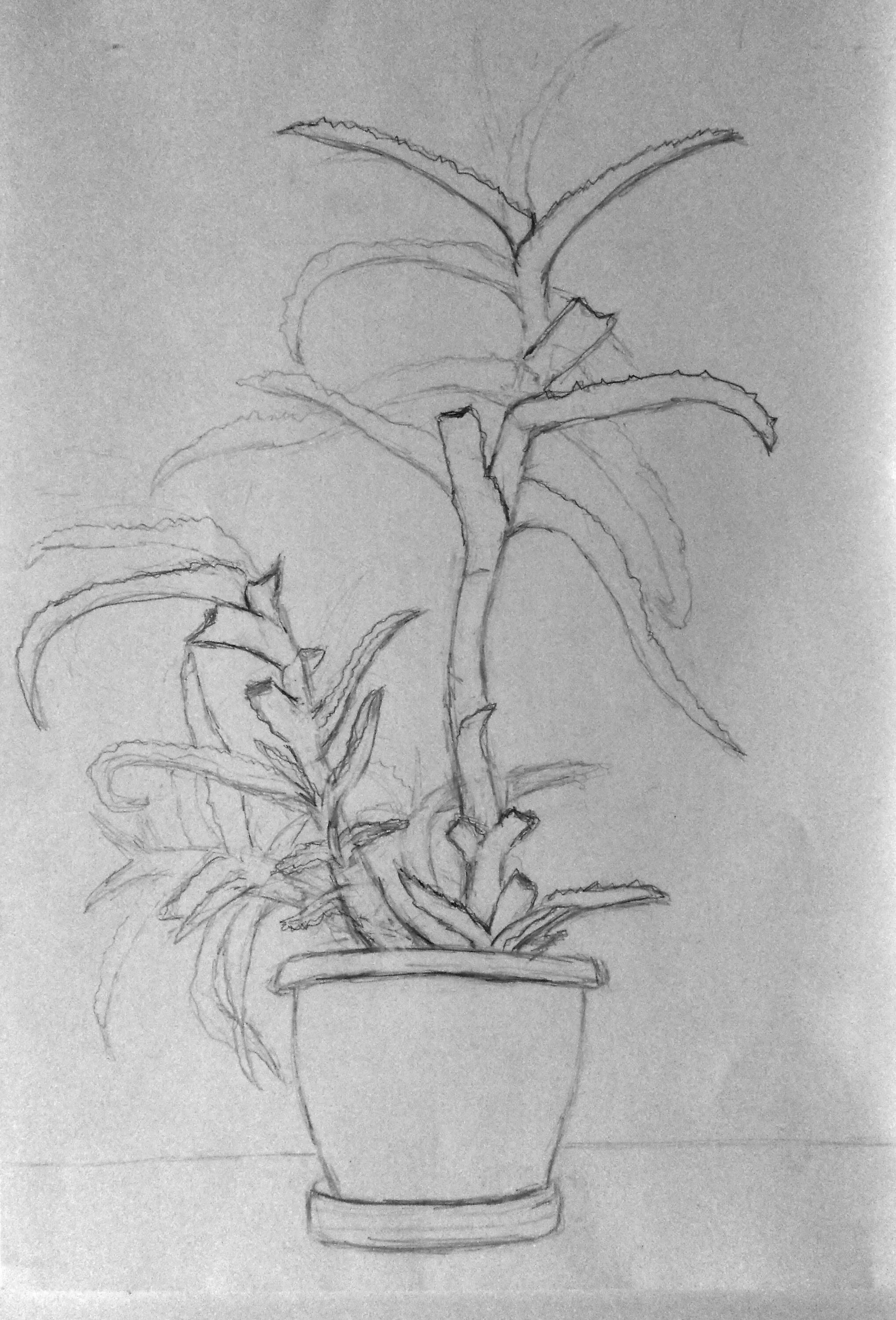 Рисование комнатные растения. Комнатные цветы карандашом. Комнатное растение рисунок. Комнатные растения рисунок карандашом. Рисование комнатных цветов