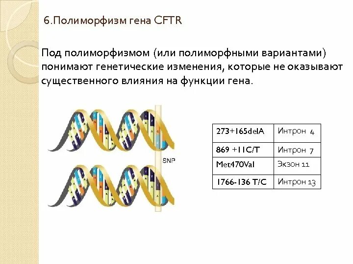 Можно ли назвать человека полиморфным