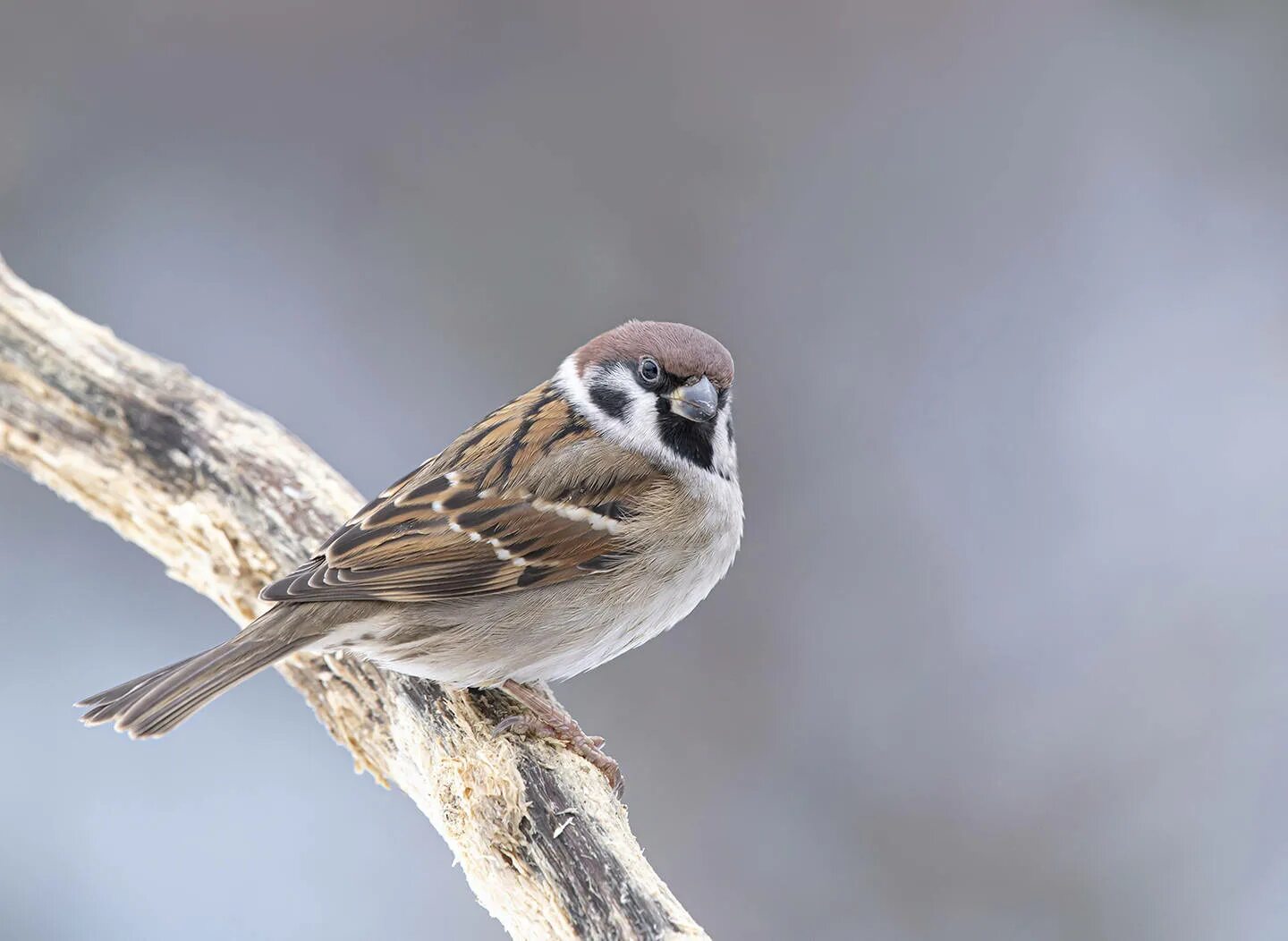 Ареале обитания воробьёв. Воробей ареал. Домовой воробей ареал. Домовый воробей птицы. Ареал обитания домовый воробей.