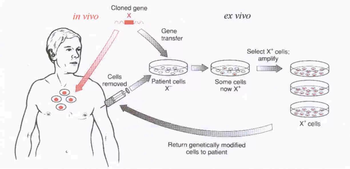 Генная терапия in vivo ex vivo. Генную терапию ex vivo схема. Методы in vivo. Метод диагностики in vivo.