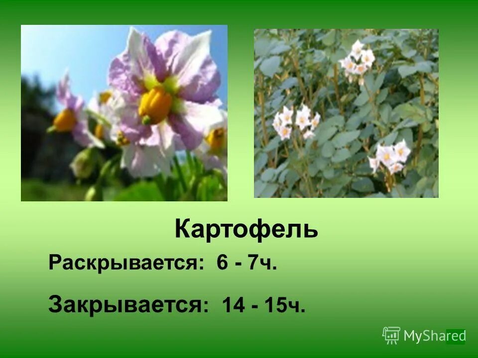 Однолетник мирабилис. Бархатцы презентация. Чашелистики лотоса. Желтый цветок который распускается вечером на глазах. Тюльпан пурпл кристалл.