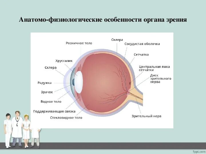 Особенности строения органа зрения. Афо органов зрения у детей. Анатомо-физиологическое строение органа зрения. Физиологические особенности органа зрения новорожденного. Строение глаза физиология.