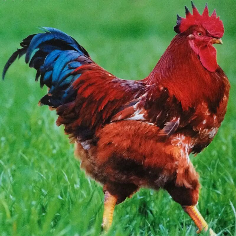 петух новый год. пекинская бентамка петух. порода петухов феникс. рыжий петух. известные петухи.
