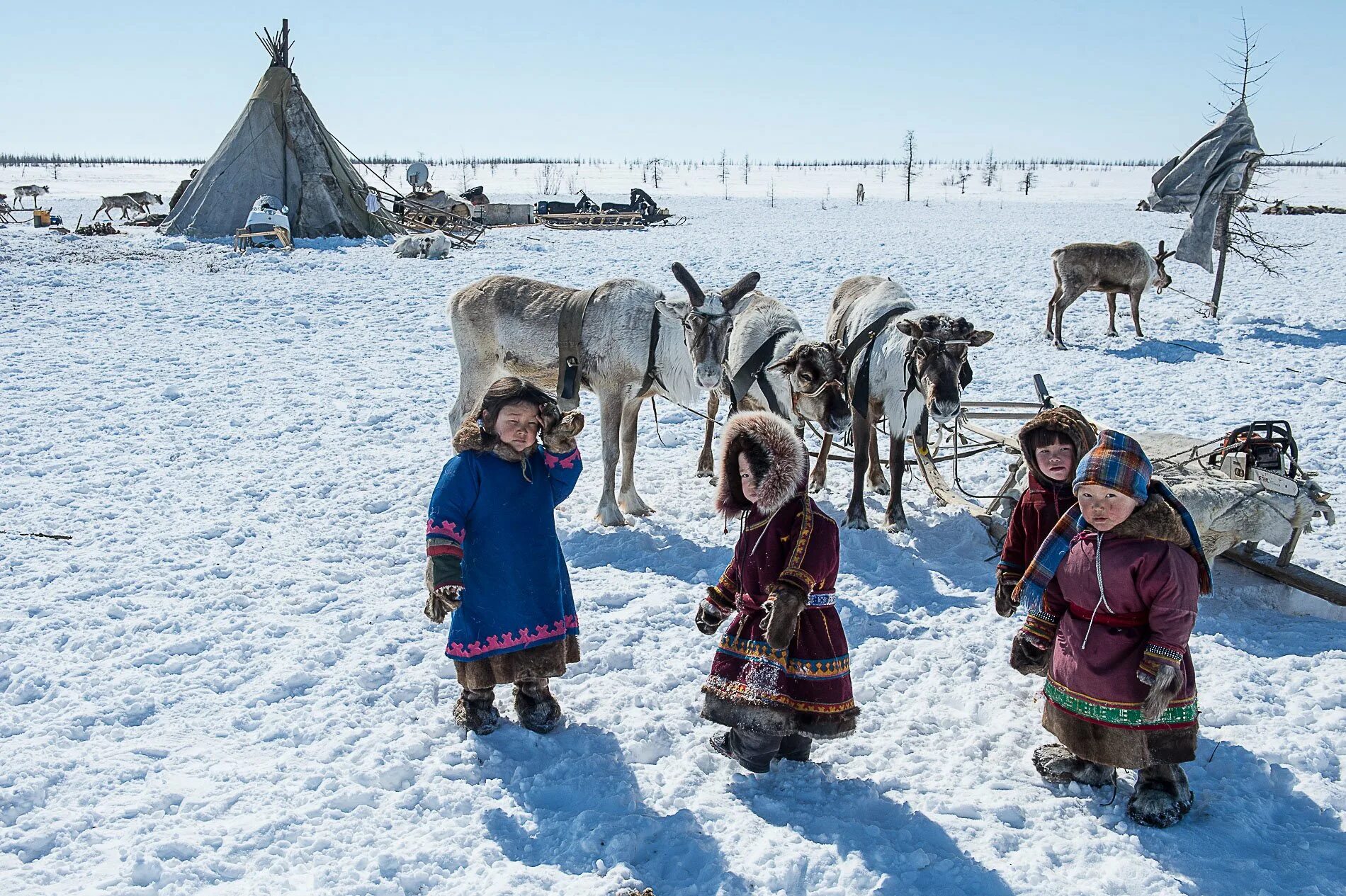 5 народов крайнего севера. Ненцы Таймыр. Картина дети севера Пеньевская. Северный олень тундра ненцы.