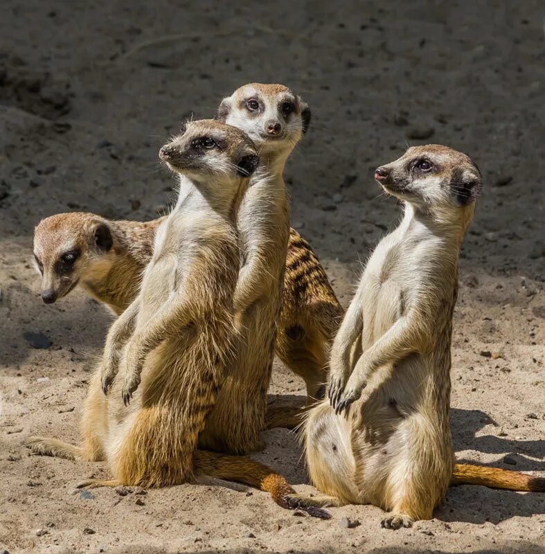 4 суслика. сурикат. мышь и суслик. сурикат в полупустыне. 4 суслика.