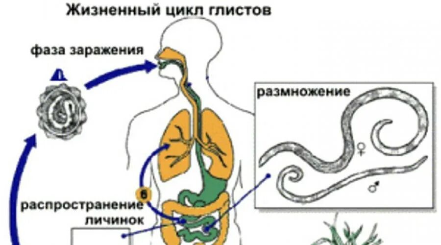 Стадия жизненного цикла червя. Жизненный цикл гельминтов схема. Жизненный цикл аскариды и острицы. Цикл развития глистов у человека. Жизненный цикл глистов у человека.