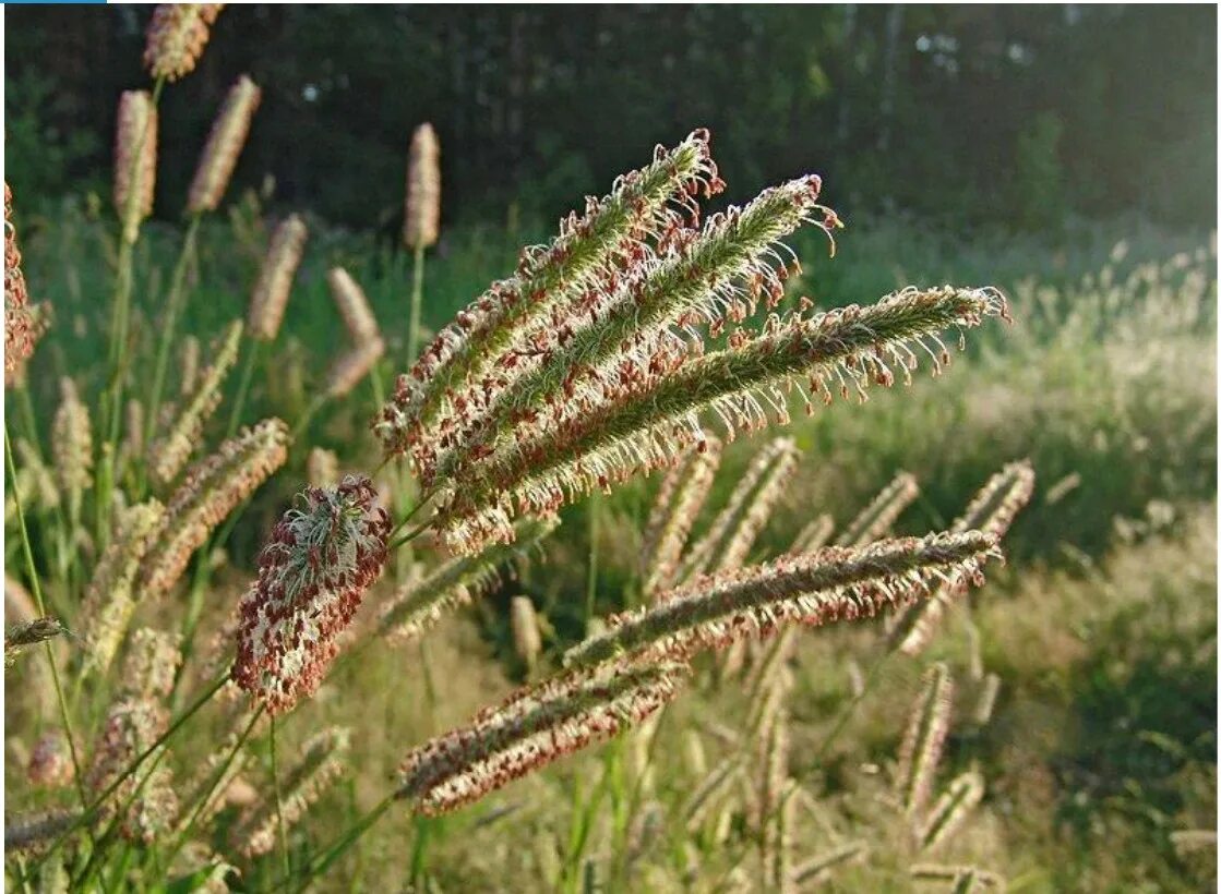 Растение тимофеевка луговая. Лисохвост Луговой. Лисохвост Луговой (Alopecurus pratensis).. Лисохвост Альпийский. Лисохвост Альпийский (Alopecurus Alpinus).