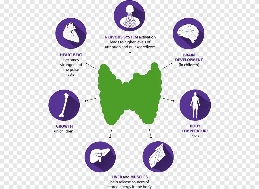 Орган мишень щитовидной железы. Щитовидка бабочка. Щитовидная железа в форме бабочки. Гормоны фиолетовый.