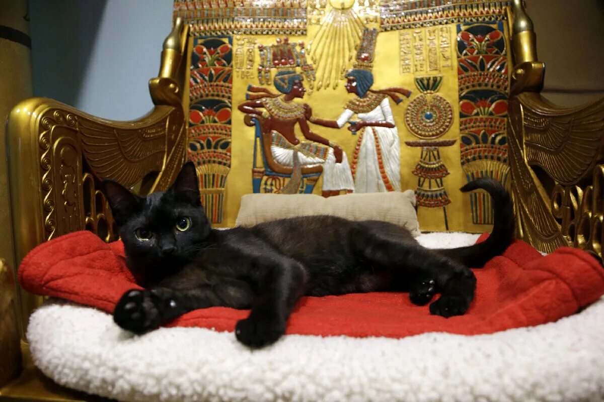 Священная кошка Египта. Священная кошка в древнем Египте. Древние коты Египта. Эрмитажные коты. Музыка египта для кошек