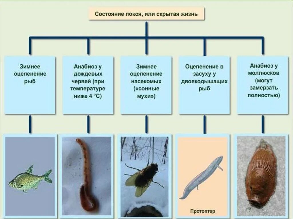 Условия анабиоза. Анабиоз примеры. Анабиоз примеры животных. Анабиоз спячка оцепенение. Состояние анабиоза характерно для.
