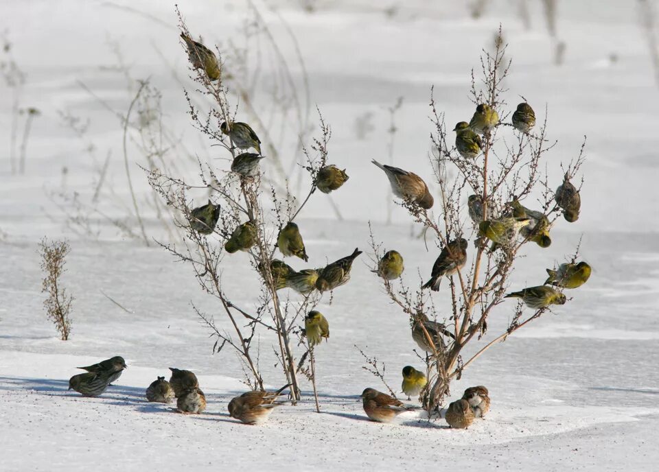 Какие птицы ночуют в снегу. Стайка птиц зимой. Птицы под снегом. Воробей на снегу. Воробей зимой.