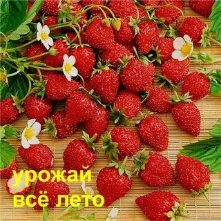 Клубне земляника