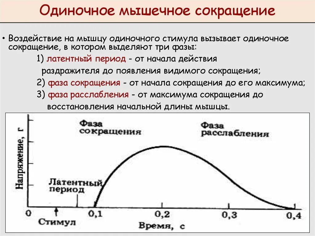 Фазы одиночного мышечного сокращения физиология. Механические фазы одиночного мышечного сокращения таблица. Последовательность фаз одиночного сокращения мышцы. Одиночное мышечное сокращение график физиология. Какой ток вызывает сокращение мышц