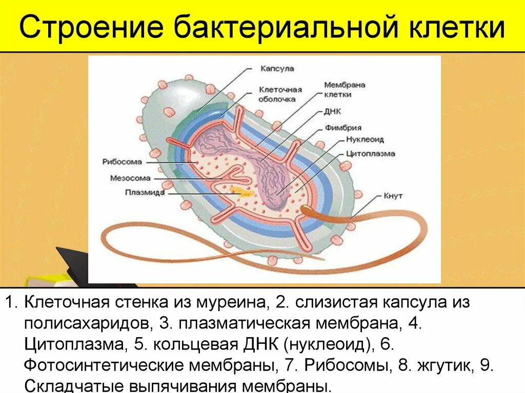 Схема строения бактериальной клетки. Строение бактериальной клетки 9 класс. Составные части бактериальной клетки и их функции. Клеточные структуры в клетках бактерий. Из каких клеток состоят бактерии