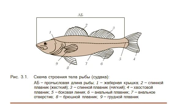 Строение частей рыбы Судак. Строение частей тела рыбы Судак. Внутреннее строение судака. Схема строения тела рыбы судака.