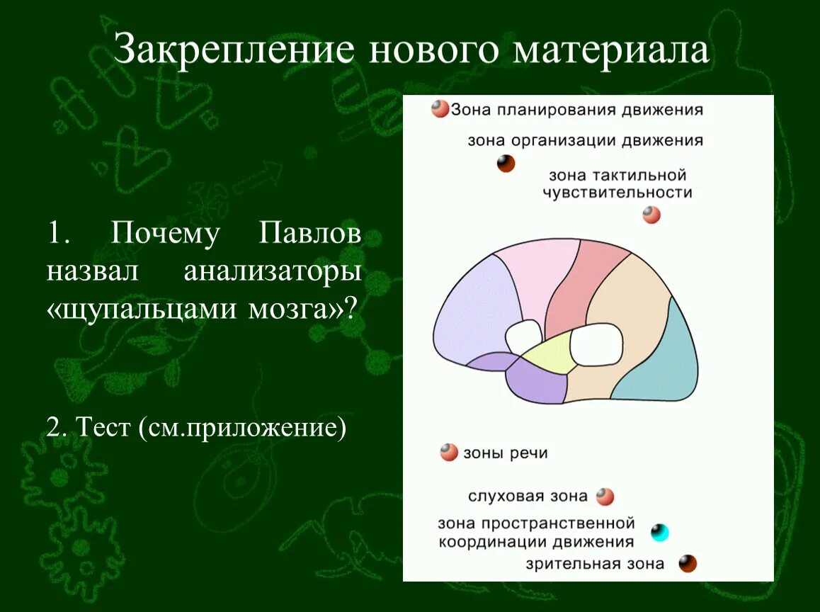 Почему Павлов назвал анализаторы «щупальцами мозга»?. Почему анализаторы назвали анализаторами. Павлова почему назвали