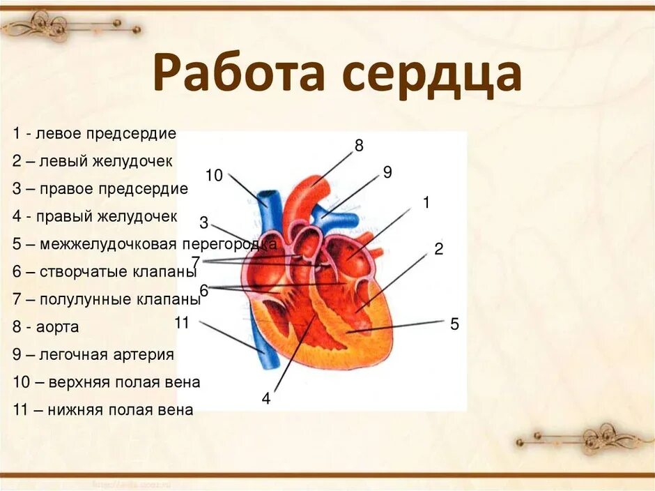 Строение и работа сердца биология 8 класс. Строение и работа сердца биология 8 класс