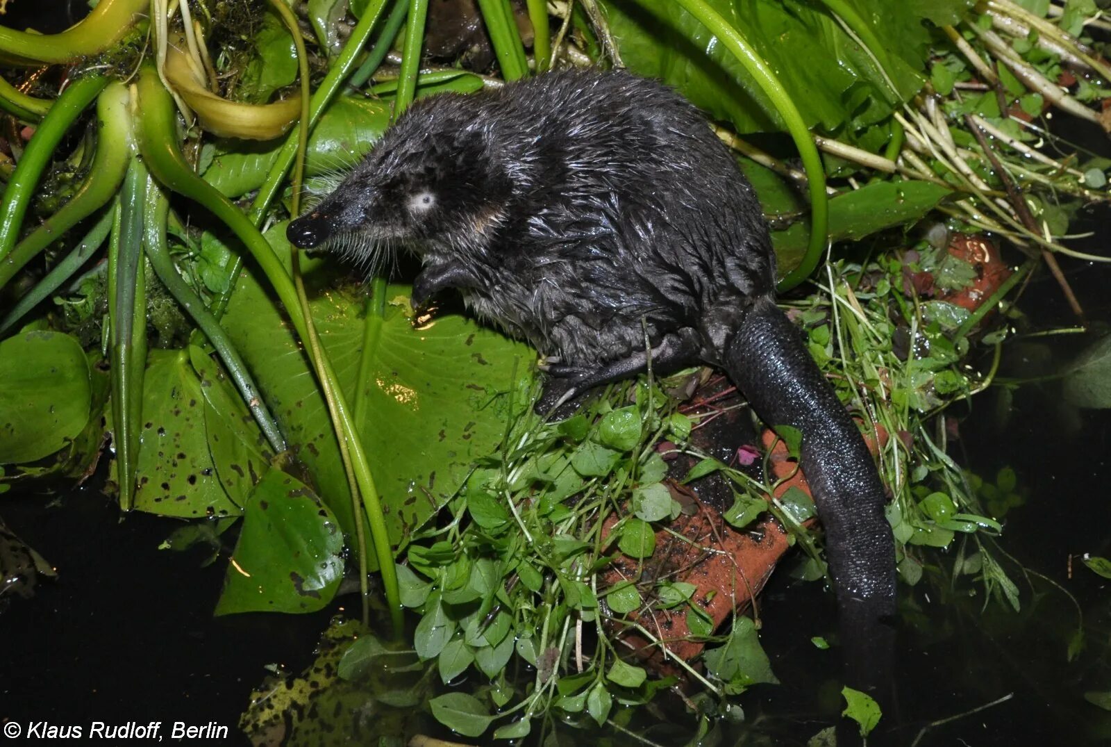 Выхухоль фото. Русская выхухоль Desmana moschata. Выхухоль (Desmana moschata). Русская выхухоль Desmana moschata Linnaeus, 1758. Пиренейская выхухоль.