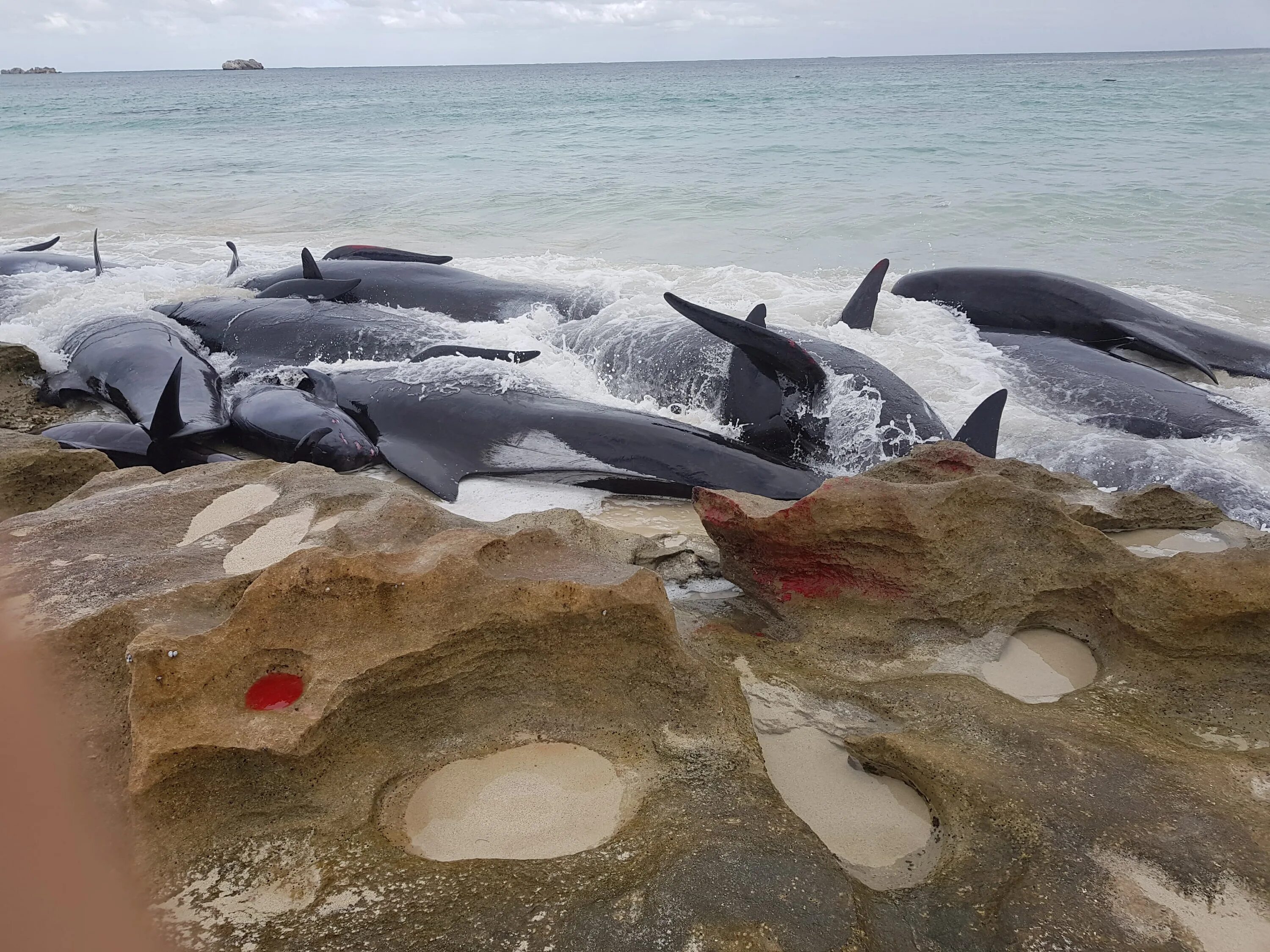 Почему киты выбрасываются на берегу. Киты в Австралии выбросились на берег. Черные дельфины выбросились на берег. Выбрасывание китообразных на берег. Дельфины выбрасываются на берег.