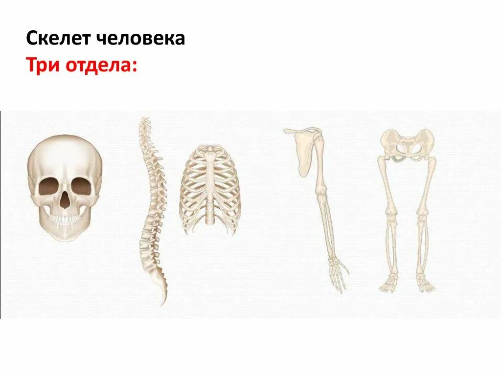 Скелет туловища и конечностей. Скелет головы и конечностей. скелет туловища скелет конечностей и их поясов.