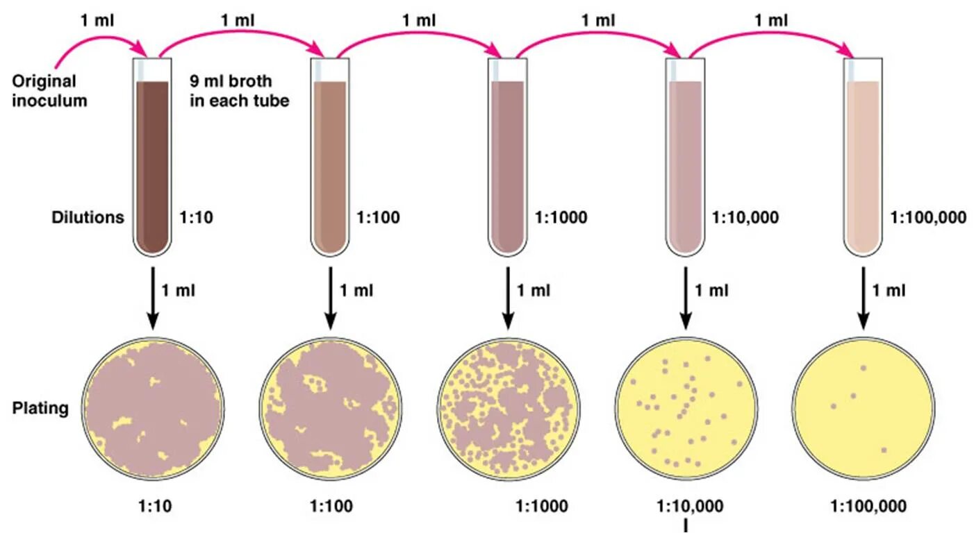 Дисбактериоз кишечника микроорганизмы. Bacterial cell structure. Циклоп строение бактерии. Вирусы и микробы. Bacteria число.