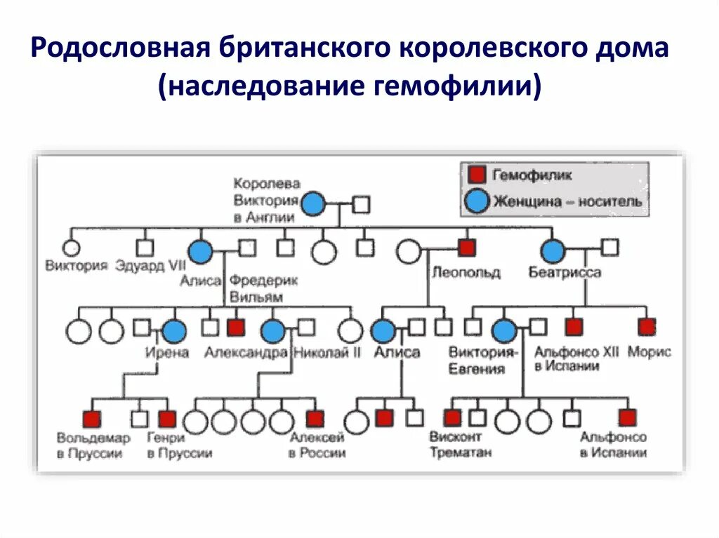 Родословная биология 11 класс. Родословная королевы Виктории. Родословная по гемофилии королевы Виктории. Родословная королевы Виктории наследование гемофилии.