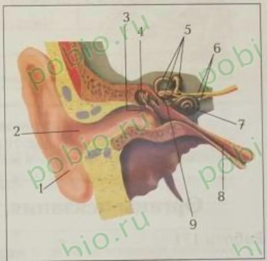 Строение уха биология 8. Строение уха человека вестибулярный аппарат. Орган слуха и вестибулярный аппарат рисунок 8 класс биология. Строение ухо и вестибулярный аппарат.