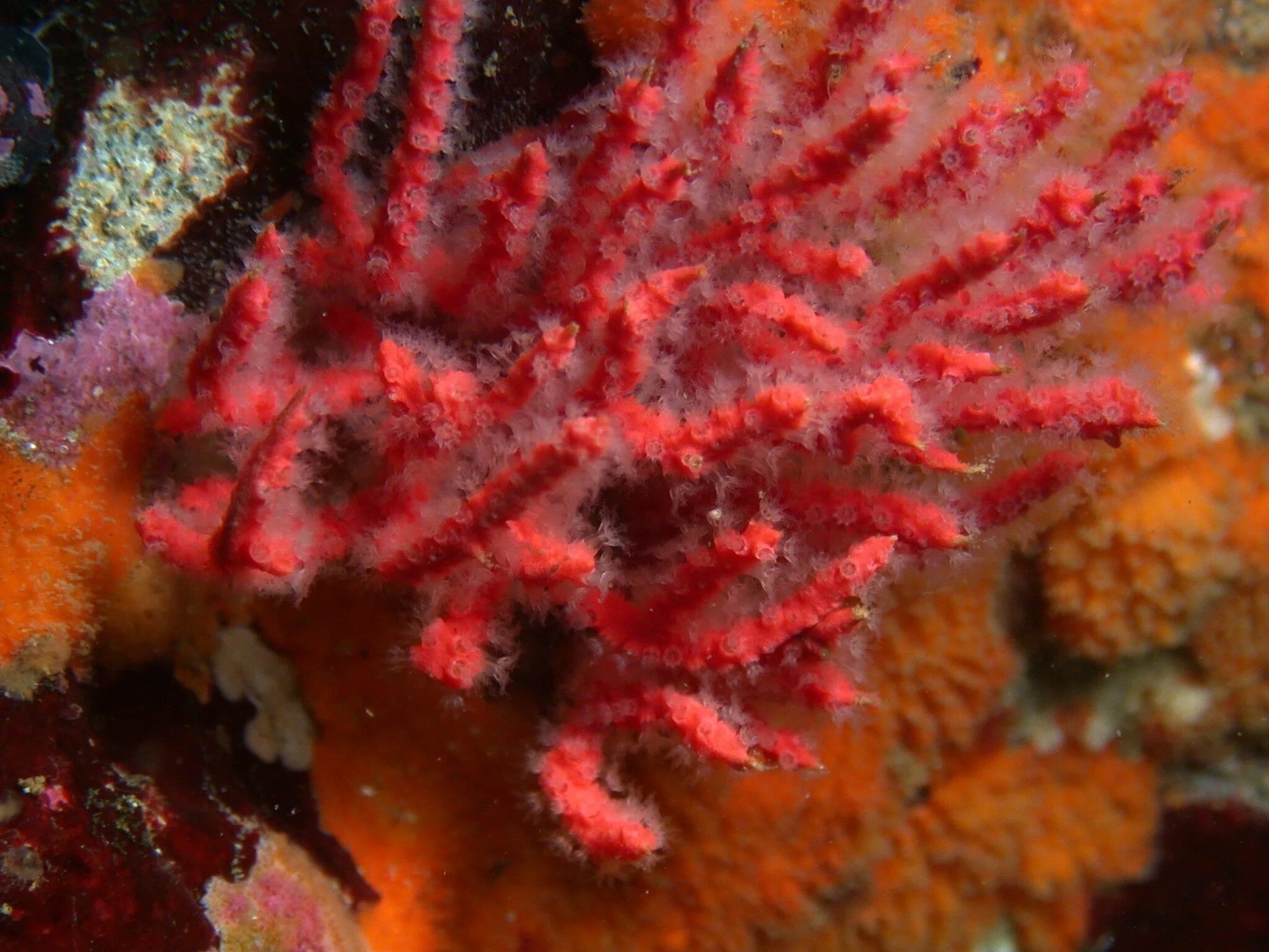 Corallium rubrum. Огненный коралл. Море риф Огненный коралл. Красный коралл.