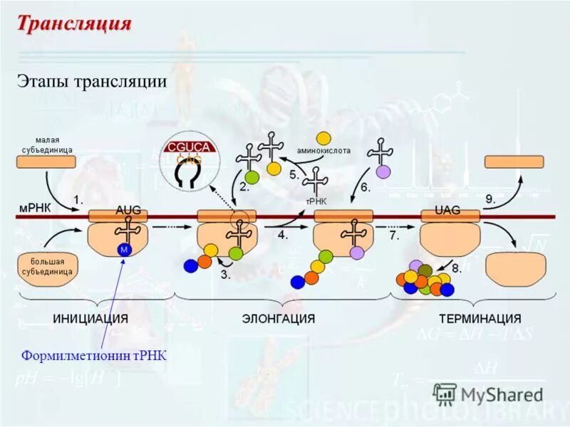 Процесс трансляции этапы трансляции