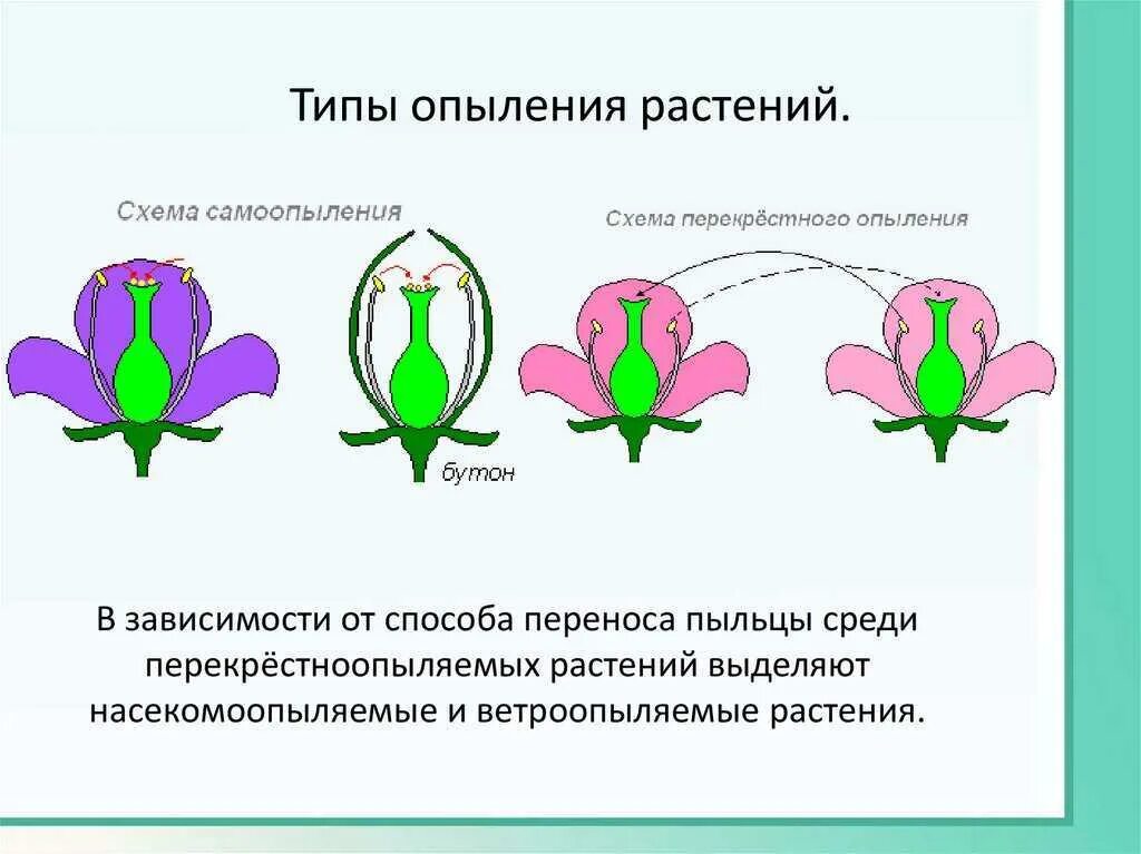 Схема самоопыления хвойные