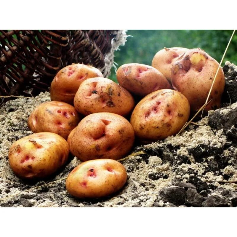 Сорта картофеля для черноземья. Среднеспелый сорт картофеля комета. сорт картофеля экселенс. сорт картофеля аустин. фитофтороустойчивые сорта картофеля.