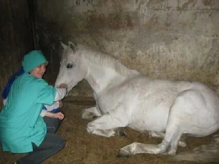 Инан лошадей