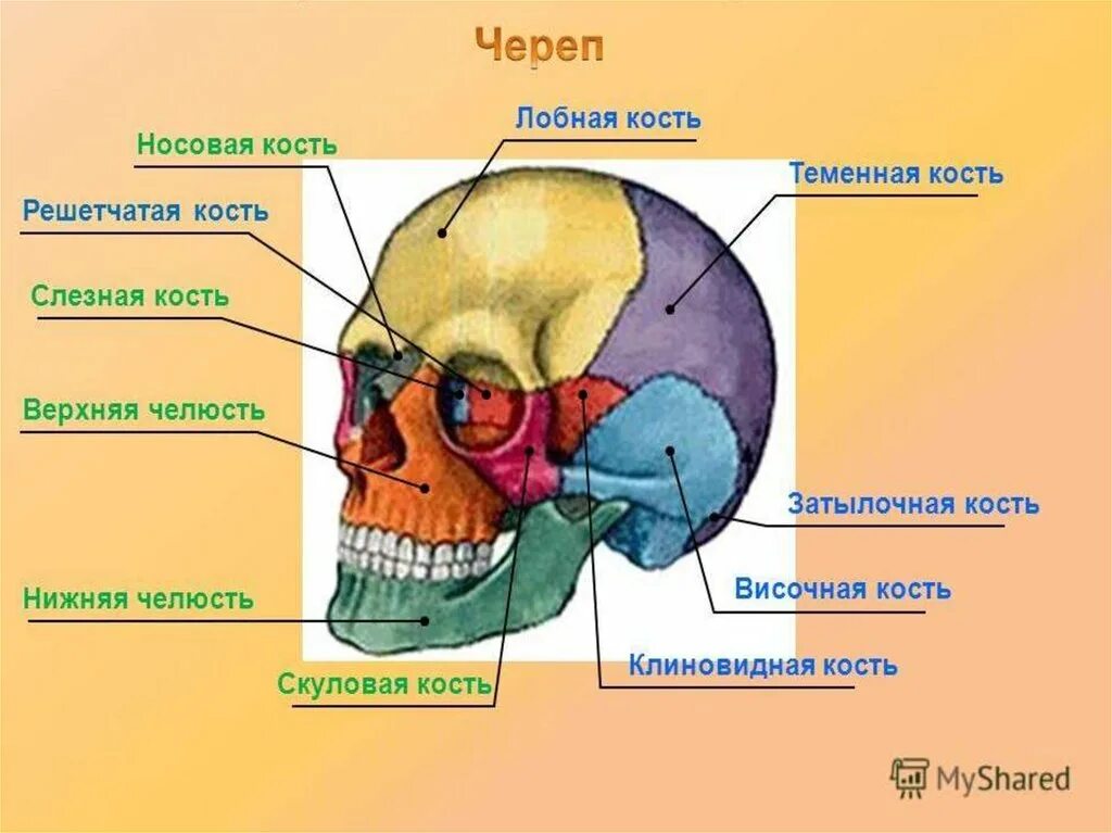 Части черепа. Клиновидная и решетчатая кости черепа. Решетчатая кость мозгового черепа. Скелет головы клиновидная кость. Височная клиновидная решетчатая кость.