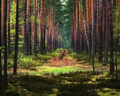 Просека в лесу