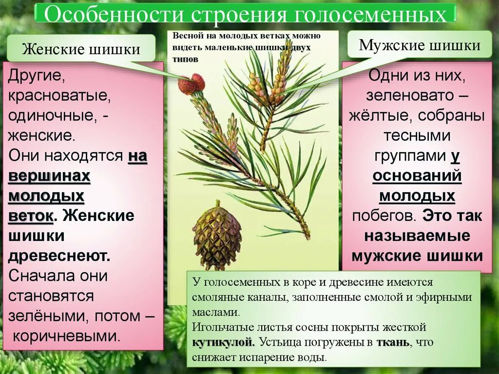 Листья хвойных покрыты кутикулой. Характеристика хвойных голосеменных растений. Строение шишек голосеменных растений. Общая характеристика голосеменных растений 6 класс биология. Голосеменные растения мужские и женские шишки сосны.