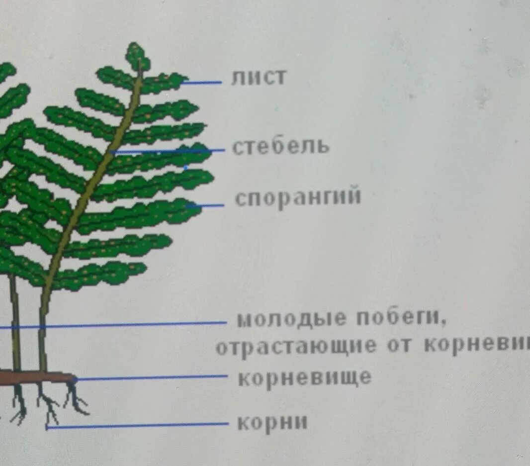 Какие органы отсутствуют у папоротников. Строение корневища папоротника. Строение побега папоротника. Папоротник корневище стебель. Схема строения папоротника.