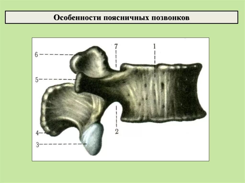 Особенности поясничных позвонков. Поясничные позвонки особенности. Отличия поясничных позвонков. Особенности строения поясничных позвонков.