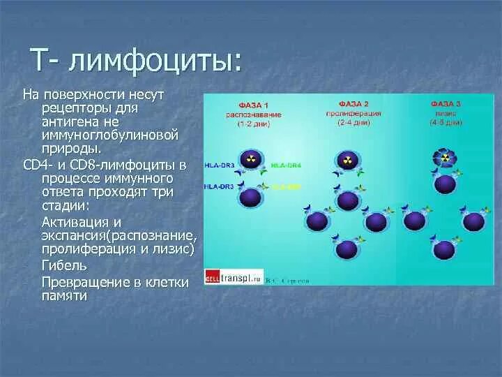 Количество т клеток. Функции т4 лимфоцитов. Т4 лимфоциты т4. Функции т лимфоцитов иммунология. Cd8 лимфоциты функции.