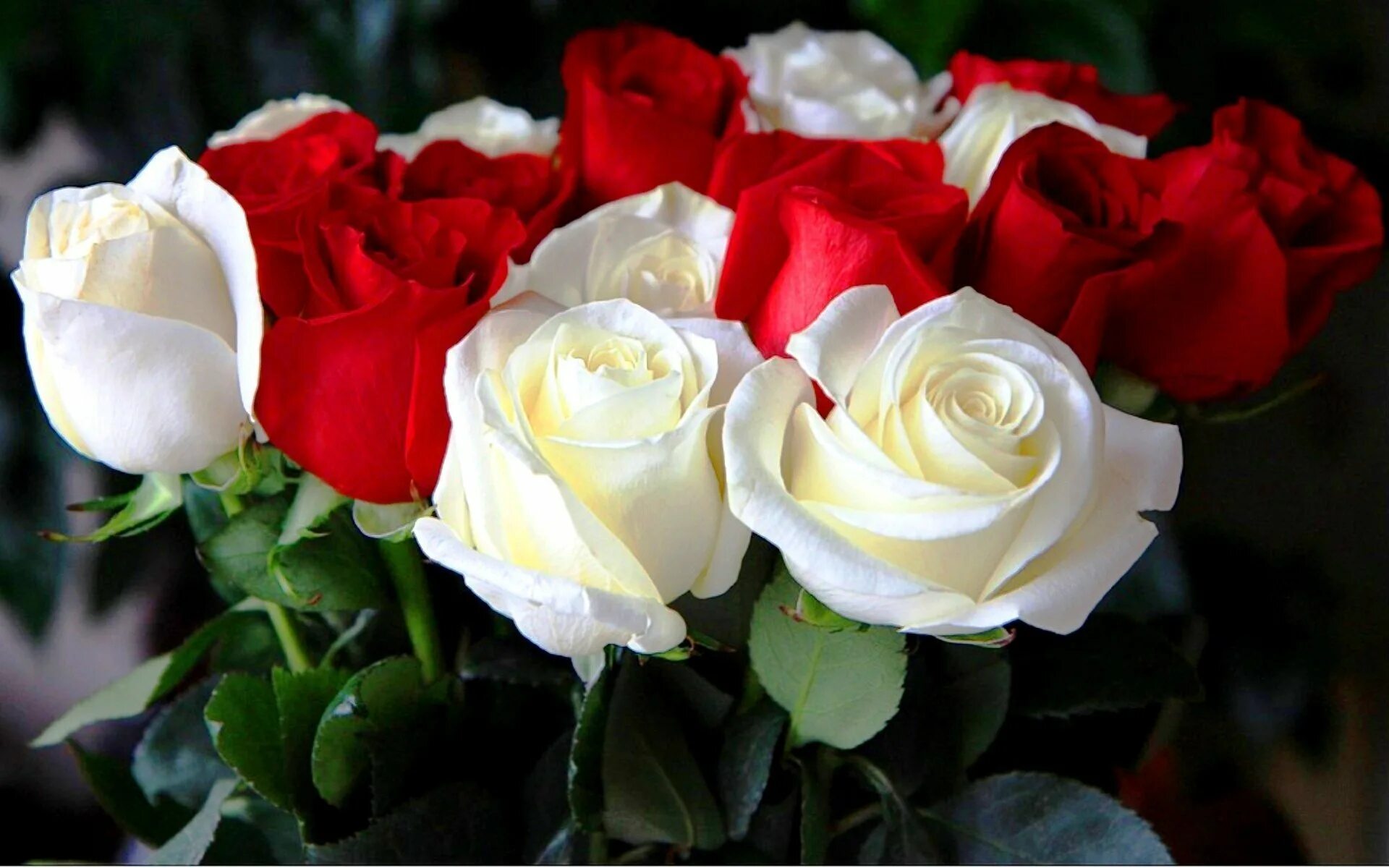Букет роз. Красивые розы. Красивый букет роз. Gullar rasmi atirgul